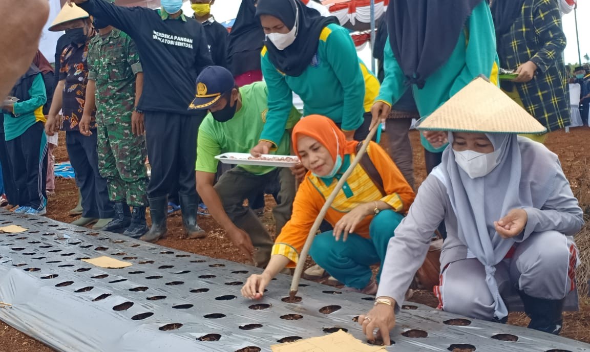 Penanaman bawang merah oleh ketua PKK Kabupaten Wakatobi bersama tim. Foto: Deni La Ode Bono