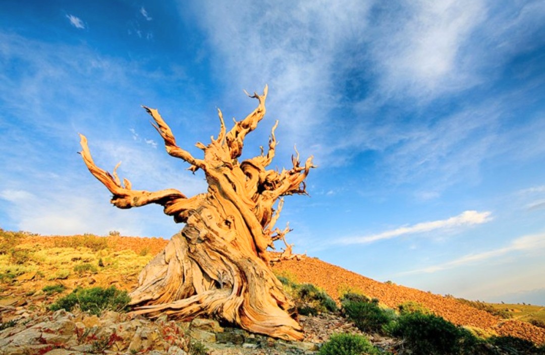 Methuselah, pohon yang menurut Guinness Book of World Records, berusia 4.852 tahun. Foto: Yen Chao/Flickr/CC BY-ND 2.0