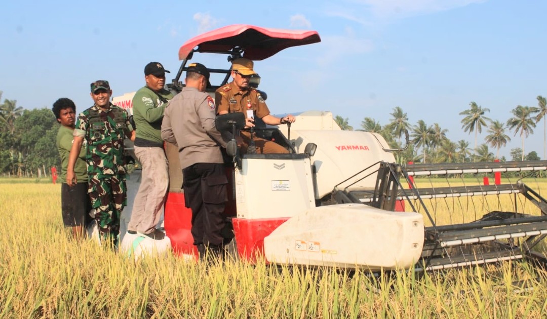 Letkol Inf Abdullah Mahua memantau panen raya padi perdana di lahan demplot pertanian modern Kodim 1404/Pinrang. Foto: Ist