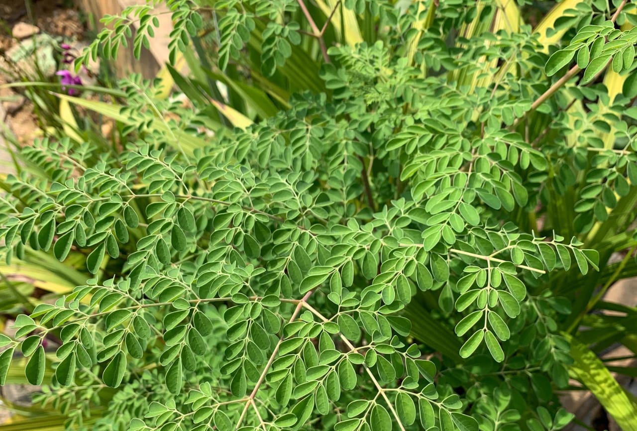 Daun kelor. Foto: Yeni Marinda/Penasultra.id